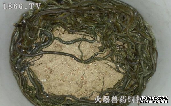 水律蛇養(yǎng)殖新技巧揭秘，高效養(yǎng)殖方法與實(shí)用操作指南