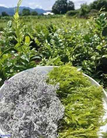 張家界莓茶價(jià)格探索之旅，自然美景與內(nèi)心寧靜的尋找