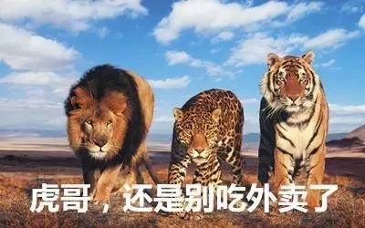 最新虎獅，學(xué)習(xí)變革的力量，自信與成就感的崛起之路