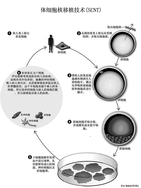 克隆技術(shù)進(jìn)展動態(tài)，探索生命奧秘的旅程啟程了