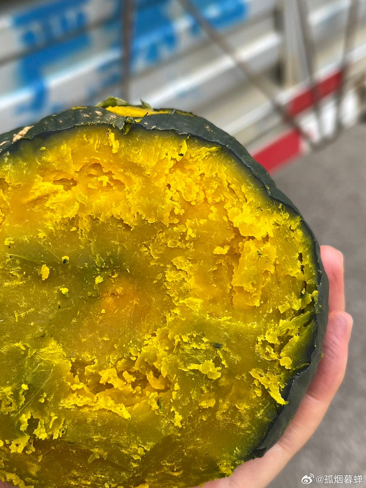鉤花新品速遞，一場與自然的美麗遨游之旅