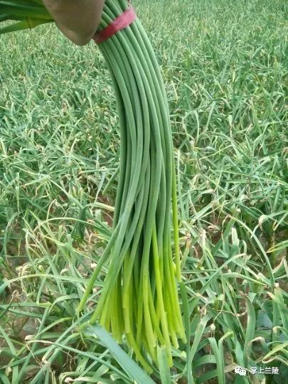 最新蒜苔價(jià)格變動(dòng)，學(xué)習(xí)中的自信與成就感的源泉